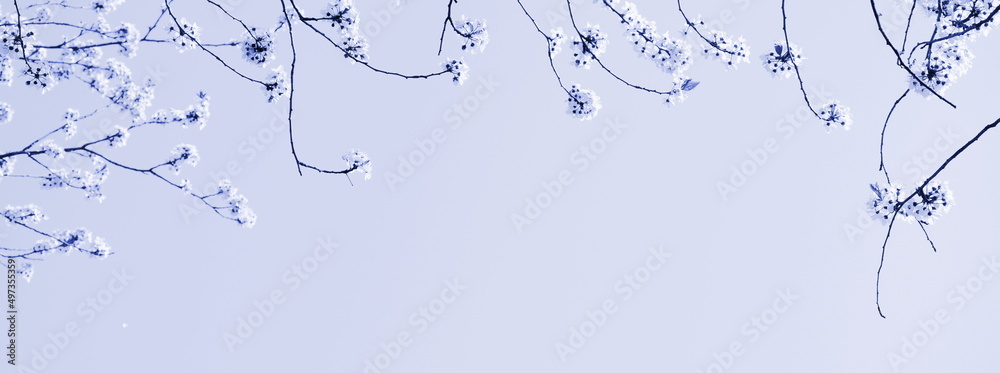 Zarte Blüten eines Kirschbaumes isoliert und freigestellt mit Textfreiraum in lila und violett - Hintergrund und Banner	