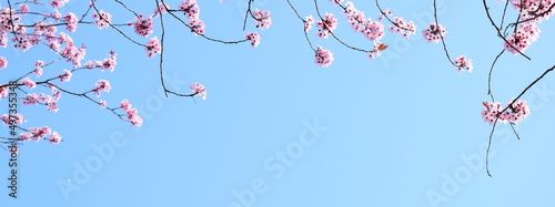 Rosa Blüten der japanischen Zierkirsche vor blauen Himmel mit Textfreiraum als Banner, Textur und Hintergrund Website 