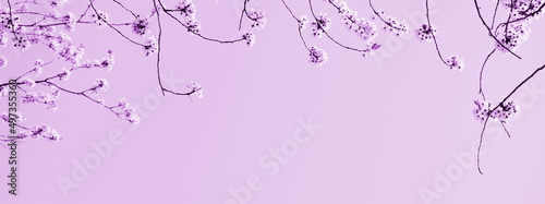 Zarte Blüten eines Kirschbaumes isoliert und freigestellt mit Textfreiraum in pink- Hintergrund und Banner