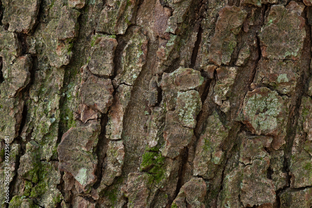 close up tree bark texture close up tree bark texture