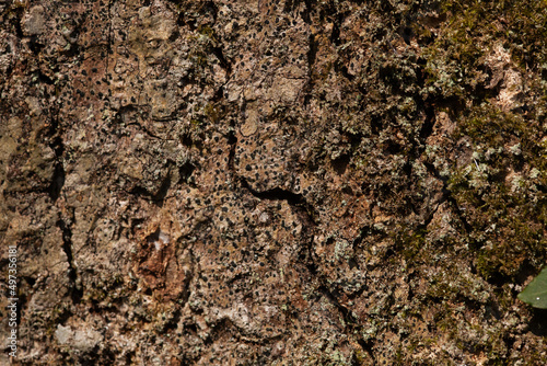 close up tree bark texture