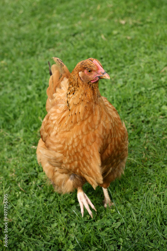 One free range brown hen in grass on chicken farm
