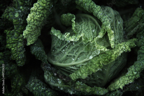 Green cabbage growing in vegetable garden close up