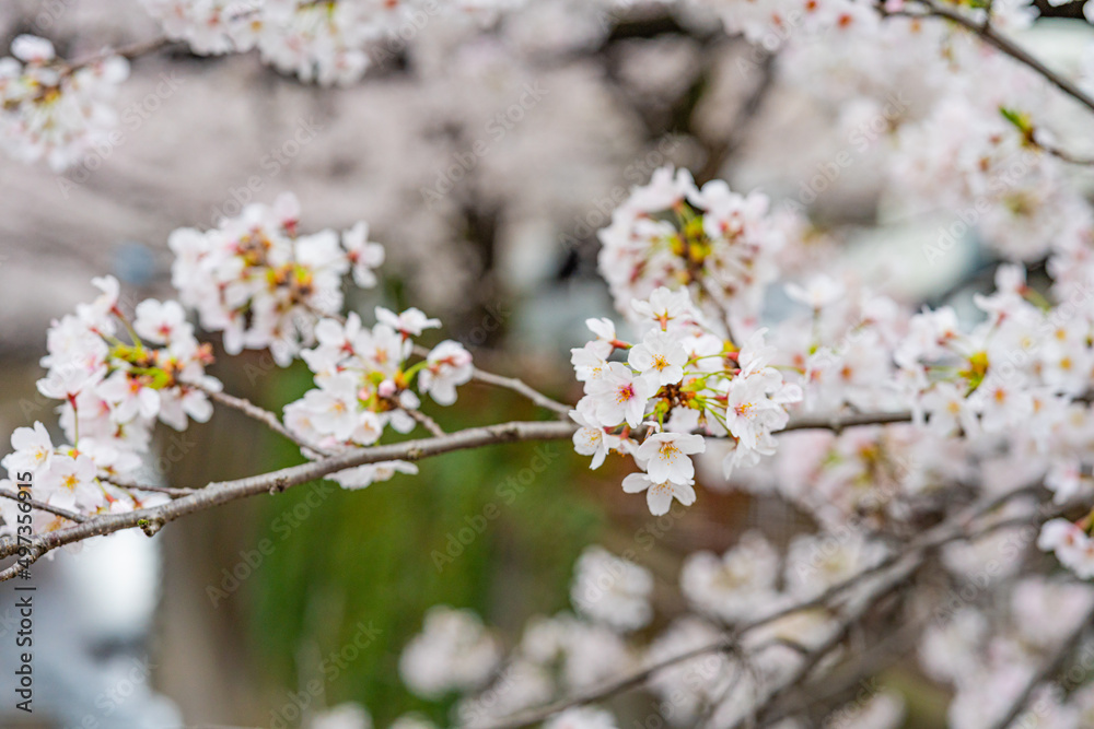 桜、春、目黒川