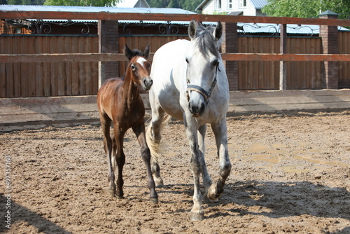 A white horse stands next to a brown foal on a farm on a sunny day.