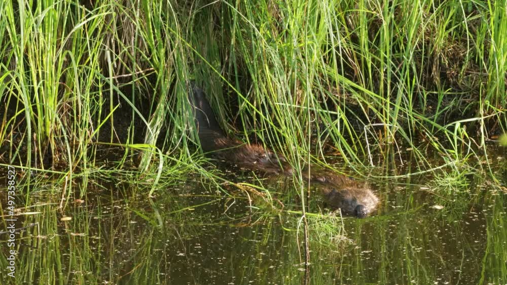 Alert and cautious European beaver in water looking around. Alert and cautious European beaver in water looking around.