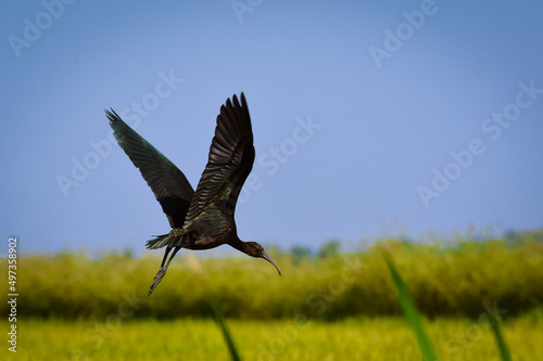 Plegadis falcinellus flying over a rice field