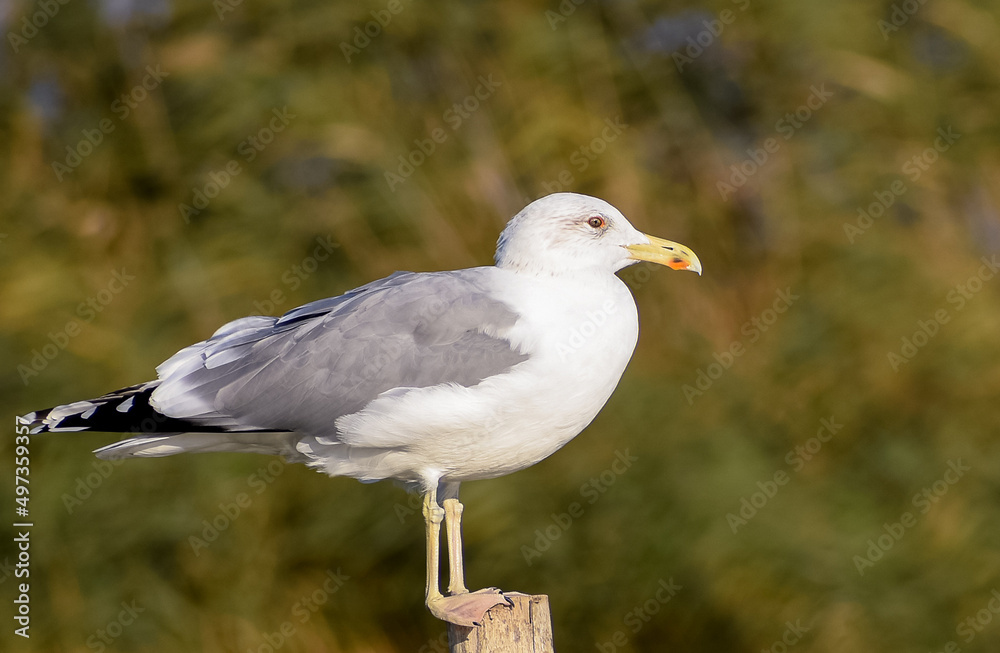 Pontic seagull (Larus cachinnans) in the wild Pontic seagull (Larus cachinnans) in the wild