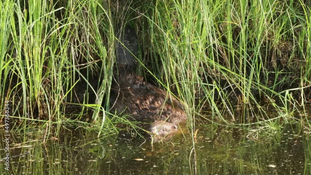 Close-up of an alert and cautious European beaver in water Close-up of an alert and cautious European beaver in water