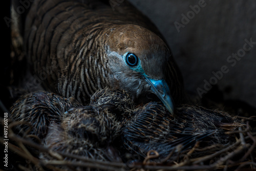 Birds and nest.Mother bird care birds. photo