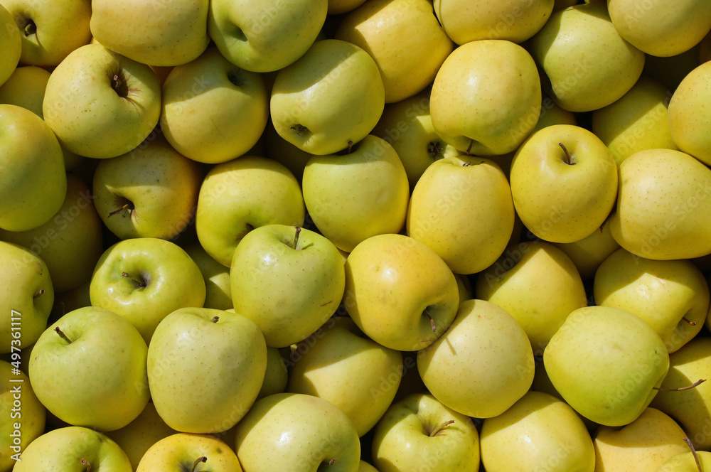 background of ripe apples grown with organic techniques without chemicals background of ripe apples grown with organic techniques without chemicals