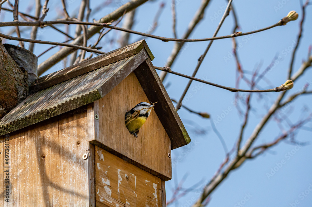 Garden wildlife, bluetits, cyanistes caeruleus, looking out from.a nest box