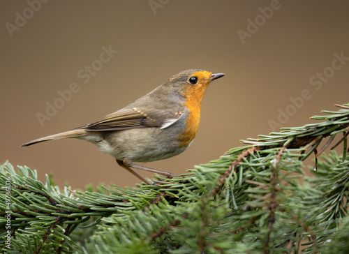 European robin bird close up ( Erithacus rubecula ) photo