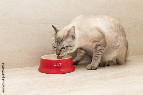 young cat drinks water from red bowl at home. Pet care