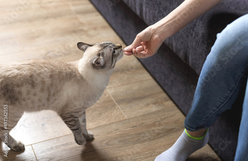 Canvas Print Owner gives his cat treat in living room at home