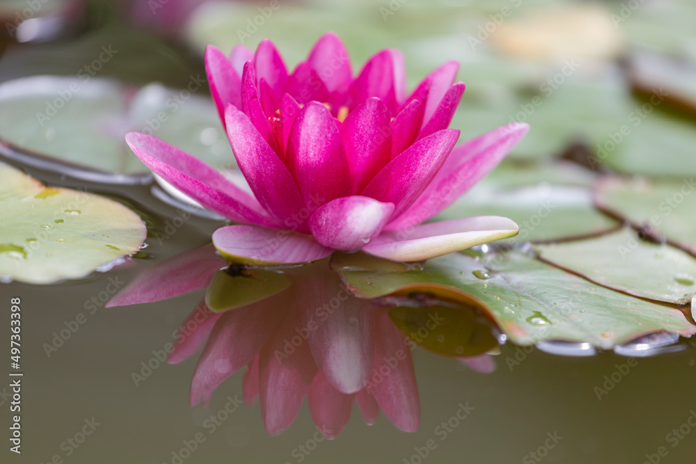 Pink water lily close up
