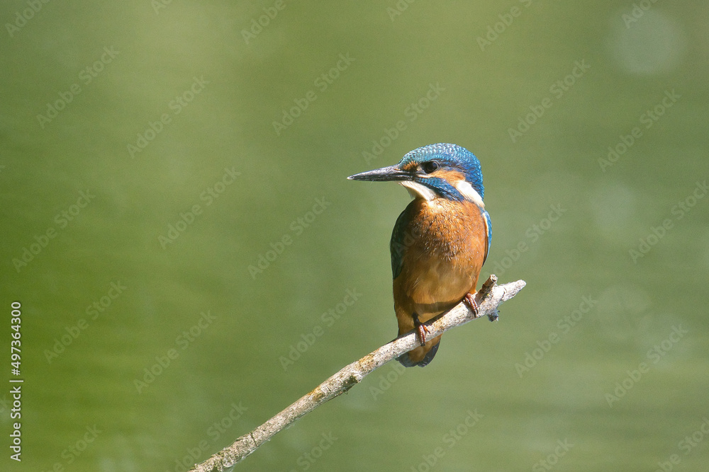 Eisvogel kingfisher Eisvogel kingfisher
