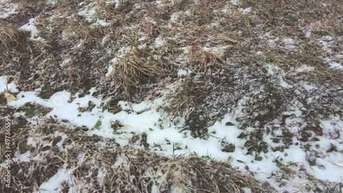 snow falls last year's grass yellow in spring snowfall bad weather in spring. High quality 4k footage