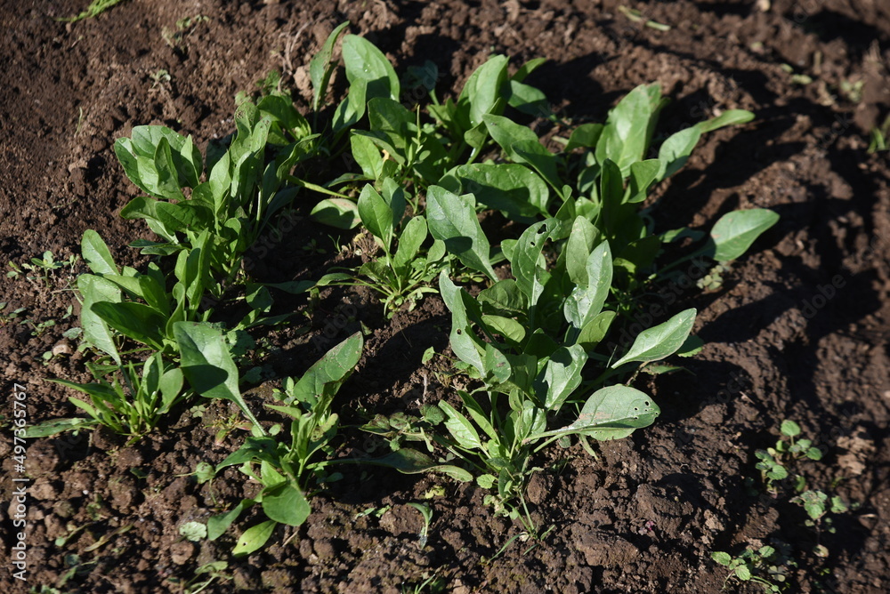 Obraz premium Spinach cultivation in the vegetable garden. Seeds are sown in November and exposed to the cold of winter, and delicious spinach with a strong sweetness is harvested around February.