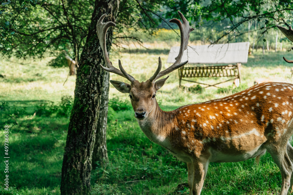Cute spotted fallow deer standing on meadow. Cervus nippon, Japanese deer. Beautiful male sika deer. Majestic powerful adult animal with big antlers in wild nature. Reddish-brown skin with white spots Cute spotted fallow deer standing on meadow. Cervus nippon, Japanese deer. Beautiful male sika deer. Majestic powerful adult animal with big antlers in wild nature. Reddish-brown skin with white spots