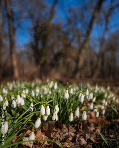 Nice snowdrop flowers in the botanical garden