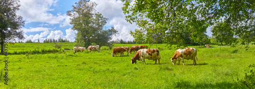 Konstfotografi Grasende Kuhherde in Oberbayern, Deutschland.