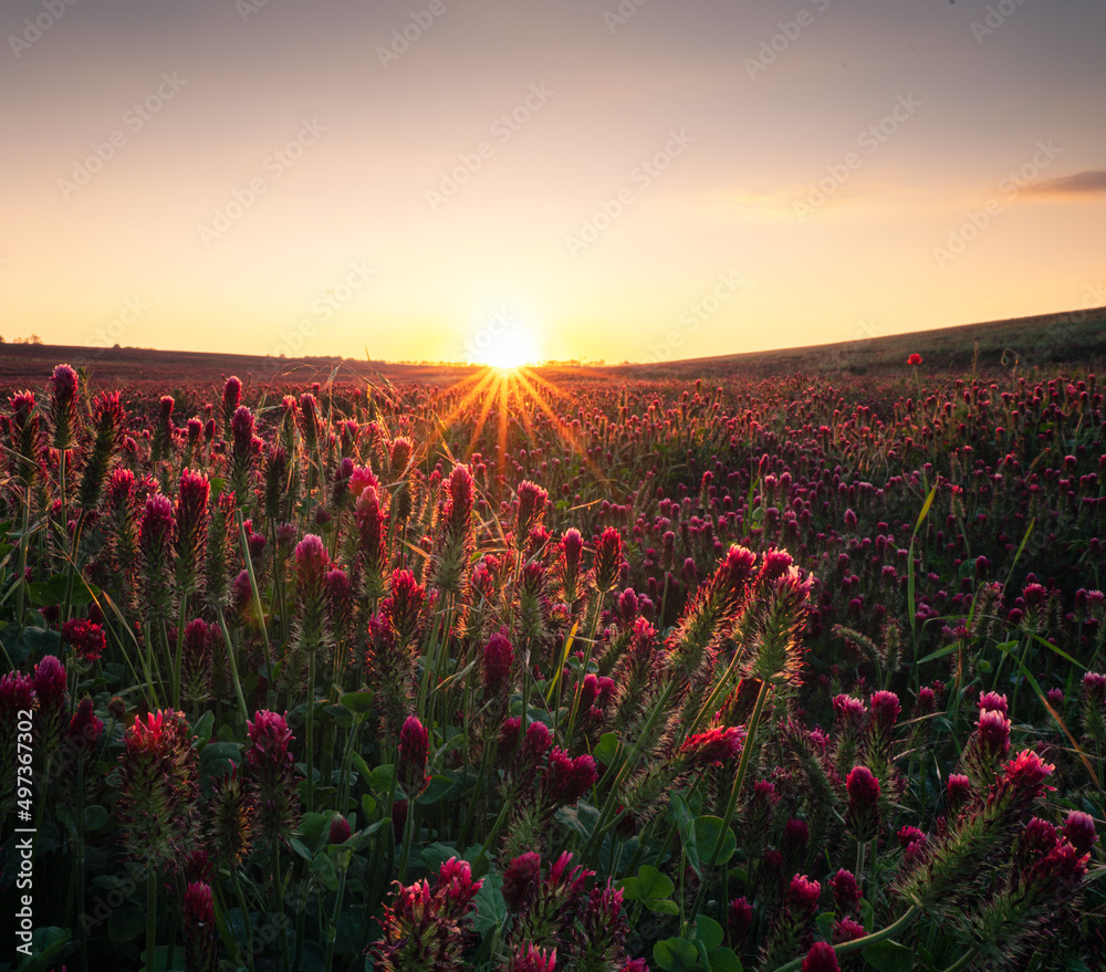 Naklejka premium Red Crimson Clover Blossoms - Trifolium incarnatum on a field
