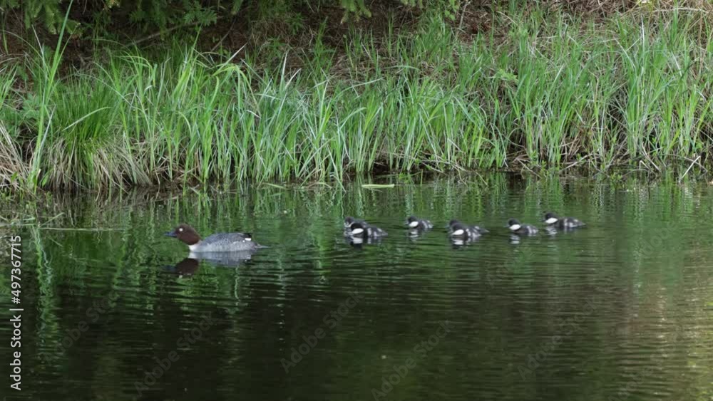 Female Goldeneye duck swimming on a small forest pond with its chicks in Estonia, Northern Europe Female Goldeneye duck swimming on a small forest pond with its chicks in Estonia, Northern Europe