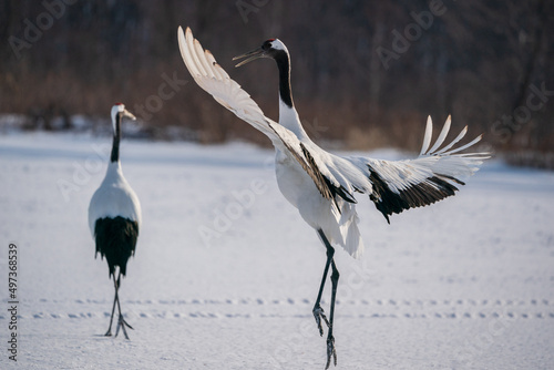 The red-crowned crane (Grus japonensis) photo