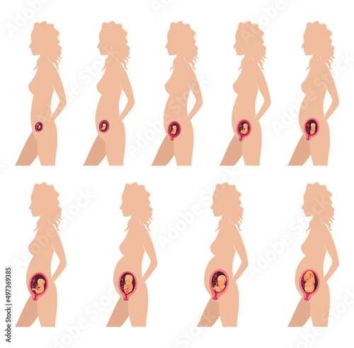 Human fetus development. Pregnancy. Illustration showing stages in human embryonic development. Inside the womb