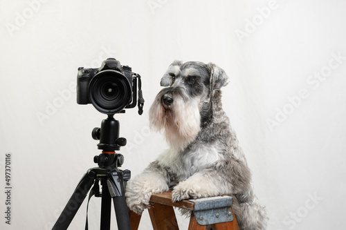 Humorous concept of schnauzer being a photographer.  Salt and pepper dog up on a step ladder with a camera on tripod. 