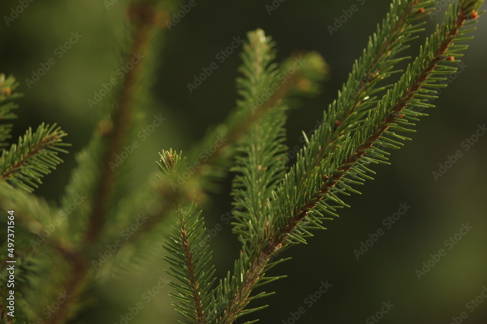 close up of pine needles