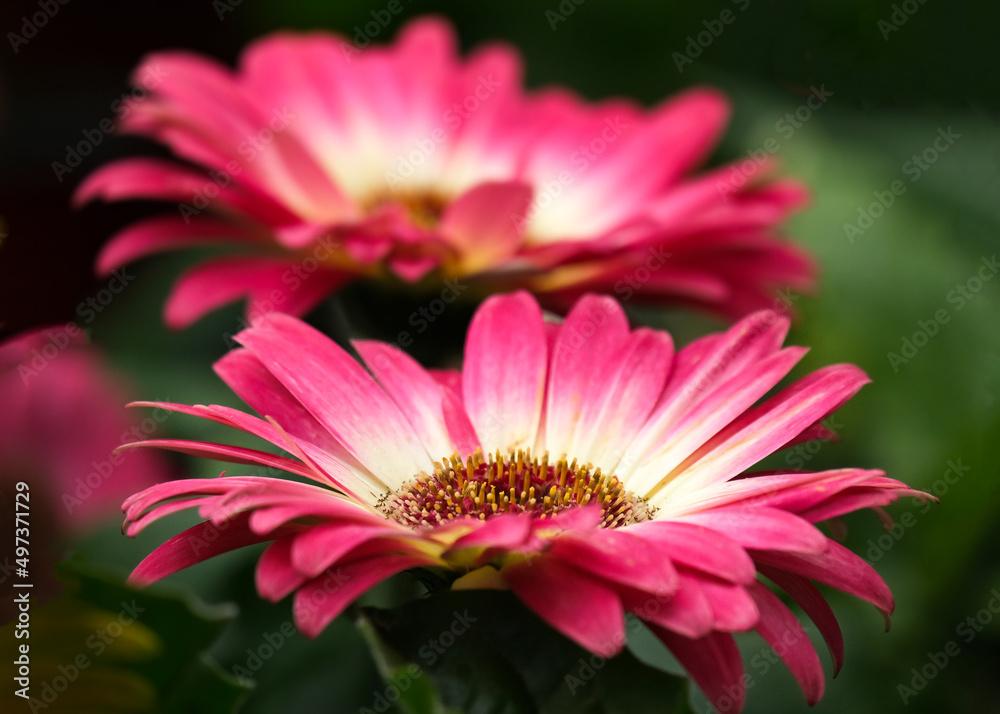 Obraz premium Gerbera red flower