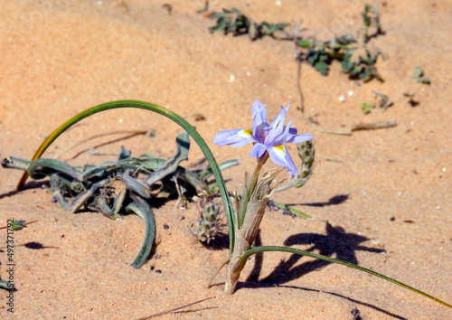 Morea blue-eyed (lat. Mora?a sisyrinchium) in the desert photo
