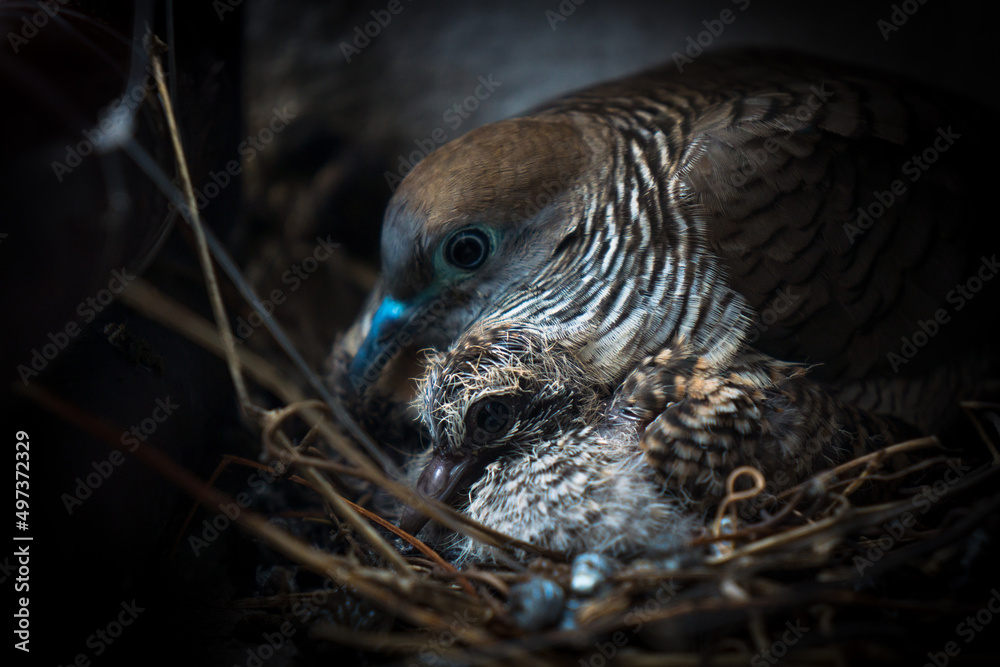 Obraz premium Birds and nest.Mother bird care birds.