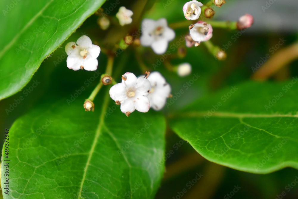 Obraz premium Selective focus of small white flowers with green leaves of The viburnum tinus french white in garden in UK. Green nature blurred background.
