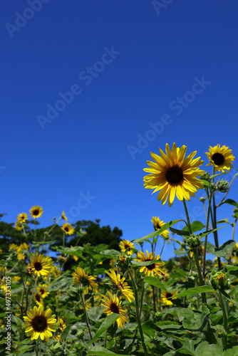 Blue sky and sunflowers