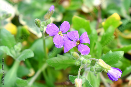 Close-up of Purple Aubrieta Cascade flowers blooming on green leaves nature blurred background. Flowering  in spring season garden in UK.