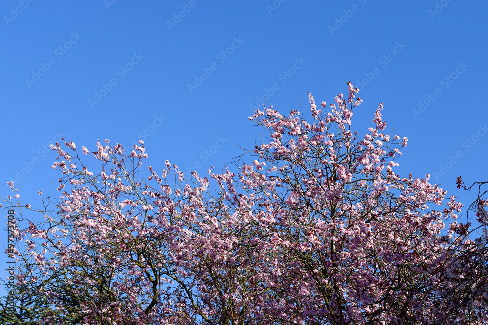 Beautiful cherry blossom sakura flowers blooming from tree branch against blue sky background in spring season in UK. Nature background with copy space.