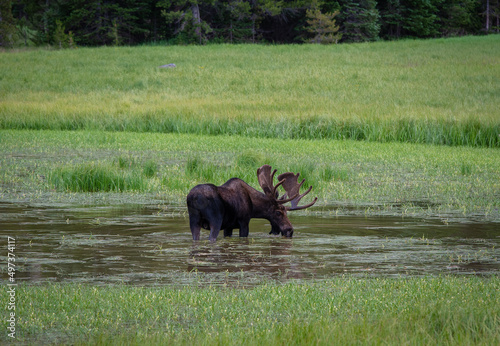 Moose taking a drink in pond.