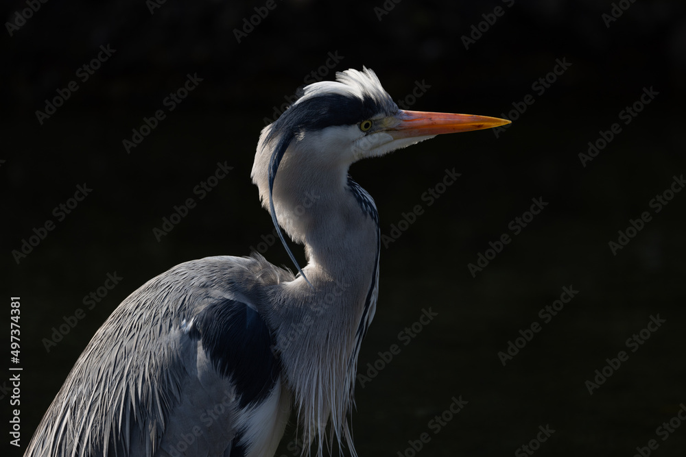 A large bird stands halfway in the water looking for fish to catch and eat. A beautiful animal with extremely beautiful and neat feathers. A large bird stands halfway in the water looking for fish to catch and eat. A beautiful animal with extremely beautiful and neat feathers.