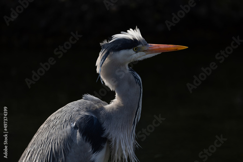 A large bird stands halfway in the water looking for fish to catch and eat. A beautiful animal with extremely beautiful and neat feathers.