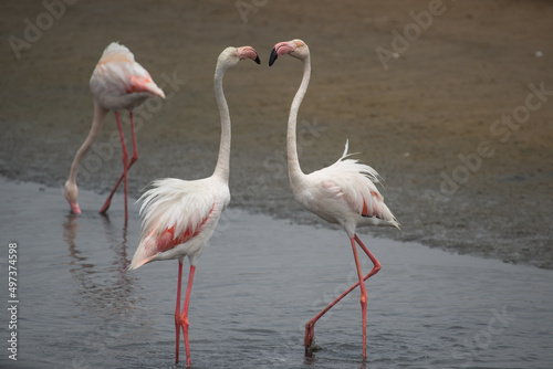 Pink flamingo bird stands in the water. Exotic animal in the wild in the sea.