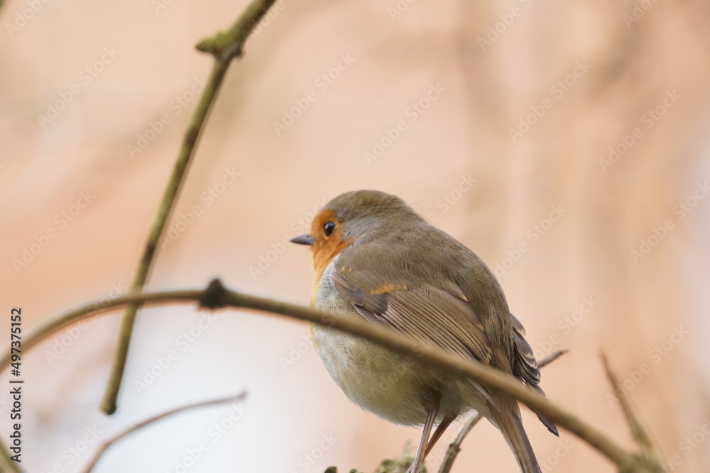 robin on a twig robin on a twig