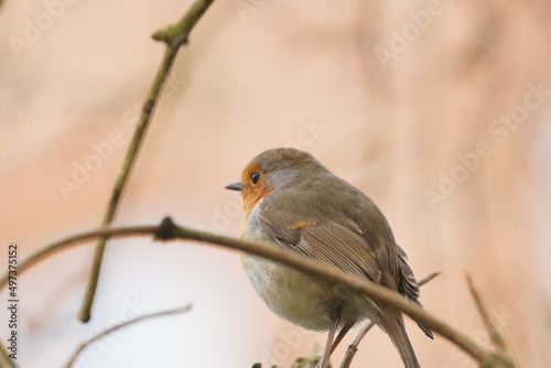 robin on a twig