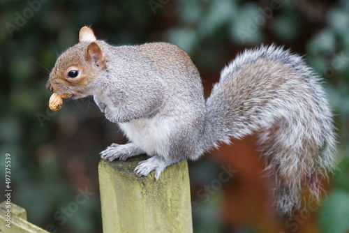 squirrel eating peanut © Michael