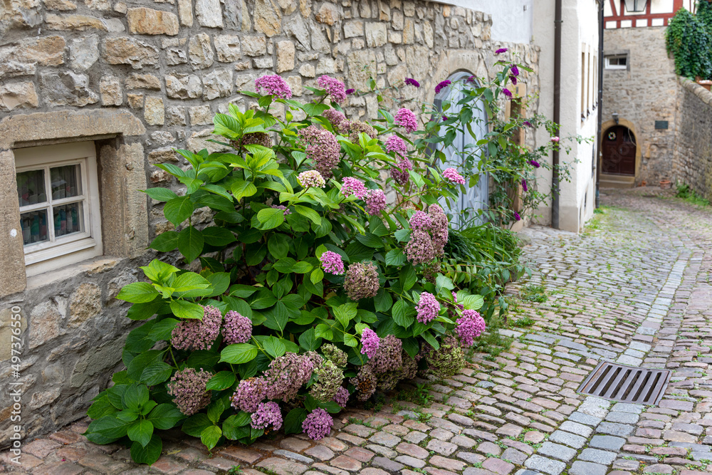 Flowering hydrangea bush near a stone wall with wooden doors and small windows of an medieval half-timbered house on the street of an old German city. Storm water drainage on the cobblestone pavement