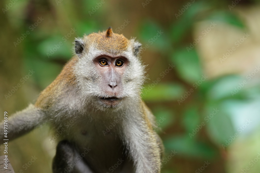 Macaque monkey in rainforest in Langkawi, Malaysia