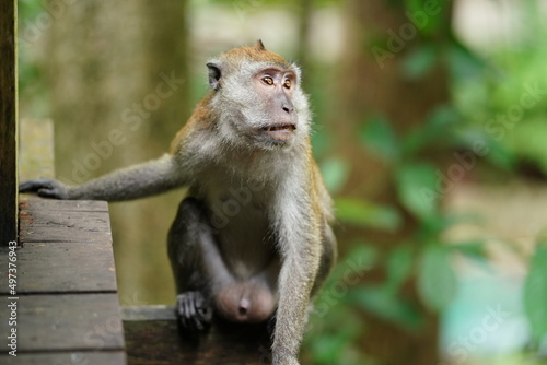 Macaque monkey in rainforest in Langkawi, Malaysia © Alp Galip
