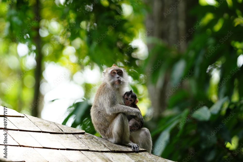 Macaque monkey in rainforest in Langkawi, Malaysia